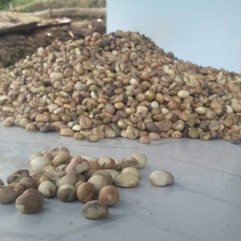 Ragam Proses Pengolahan Kopi Basah dan Kering, Beda Cara Beda Rasa