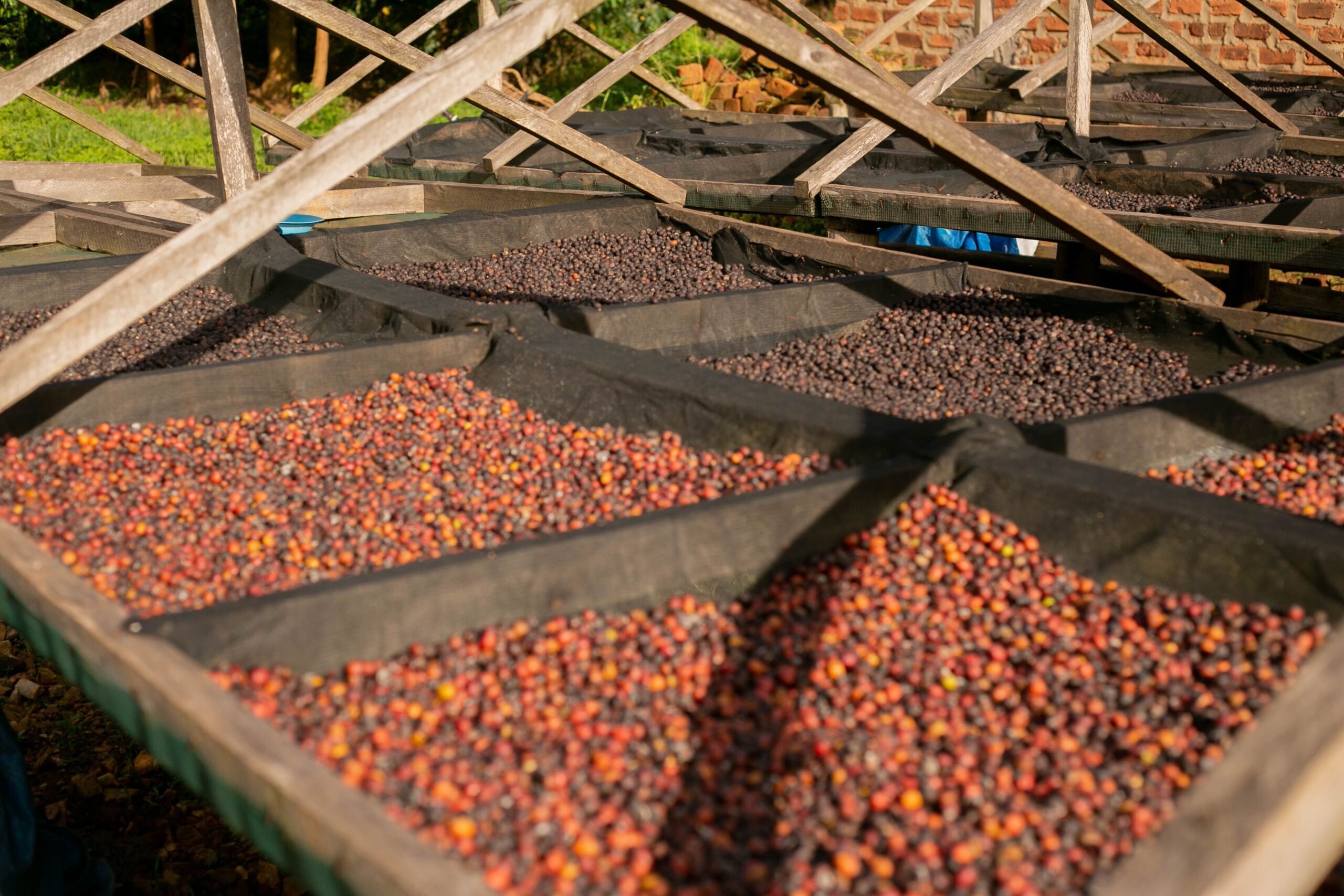Buah kopi ceri matang dijemur di atas rak para-para proses natural