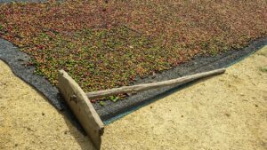 Perbedaan Proses Kopi Natural, Washed, dan Honey pada Rasa