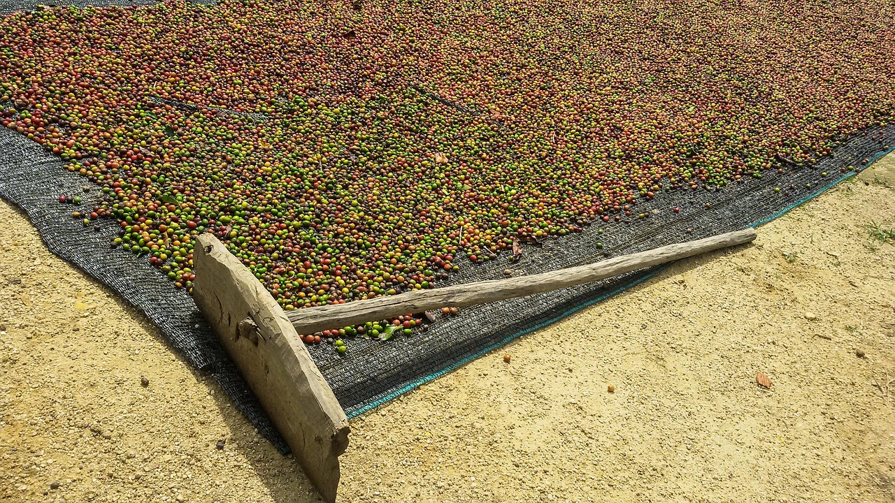 Perbedaan Proses Kopi Natural, Washed, dan Honey pada Rasa