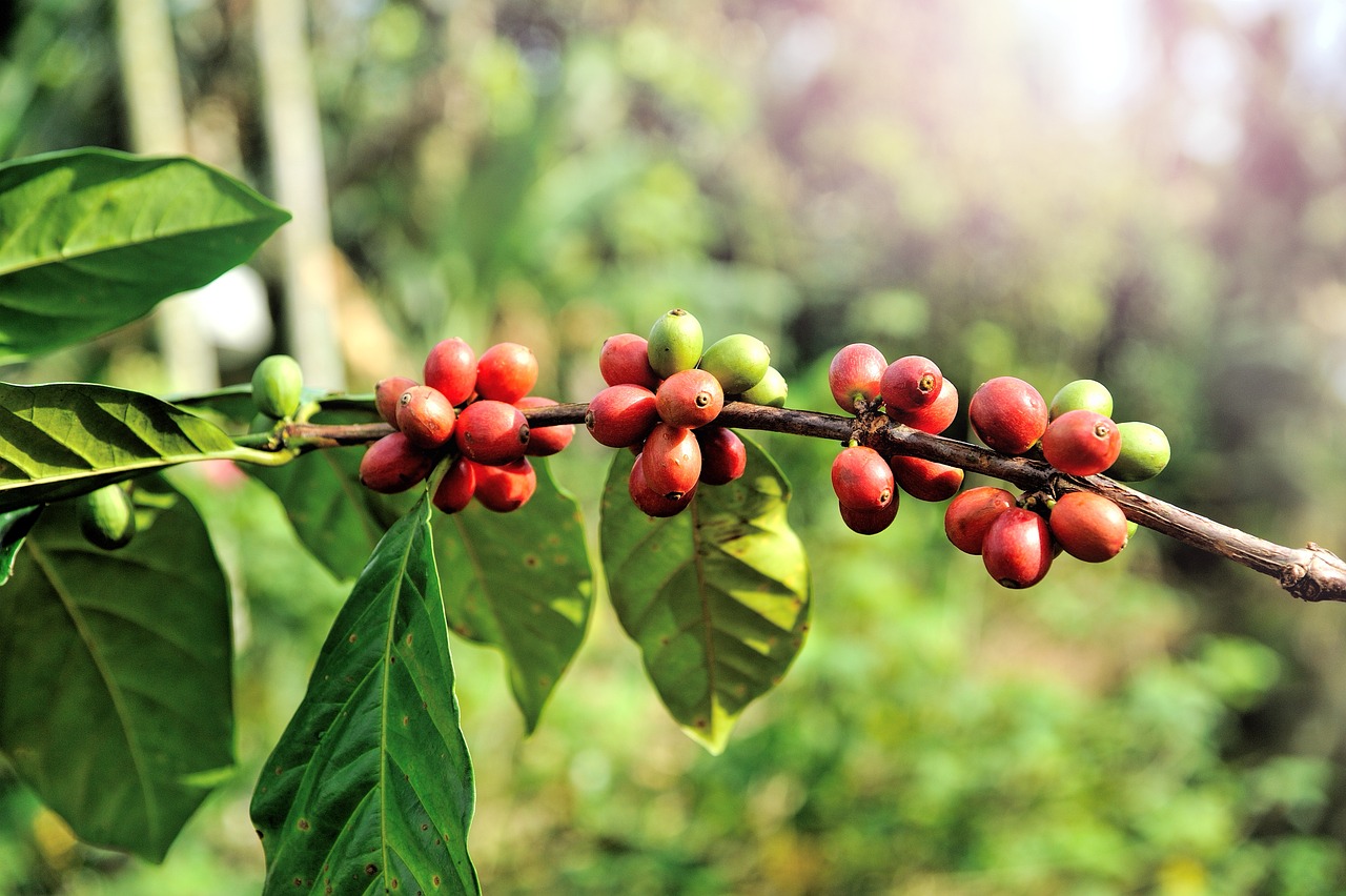 Buah ceri kopi ranum merah dan hijau di dahan pohon perkebunan
