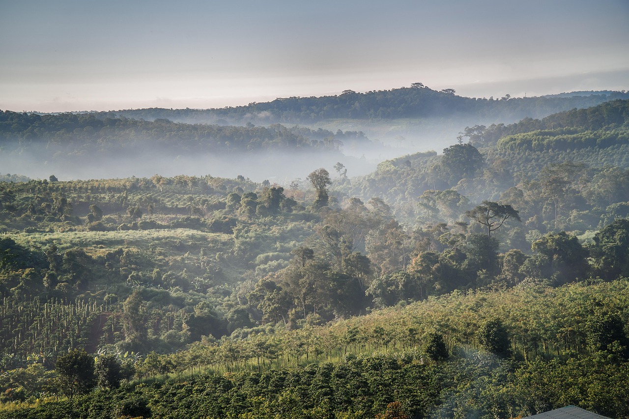Lansekap kebun kopi di lereng pegunungan tropis