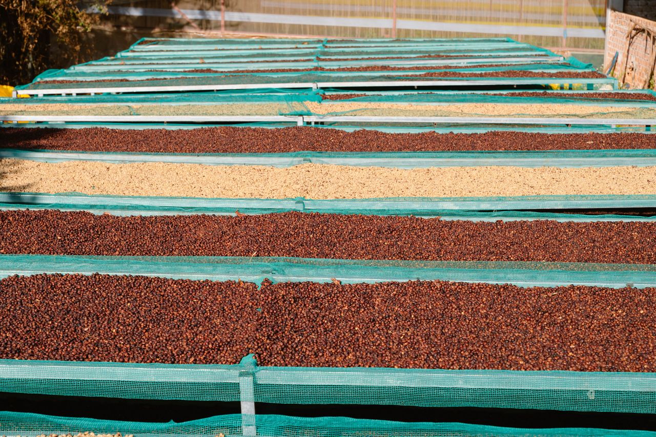 Deretan meja penjemuran biji kopi di bawah sinar matahari terbuka