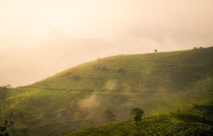 Menelusuri Perkebunan Kopi Terbesar di Indonesia dari Barat