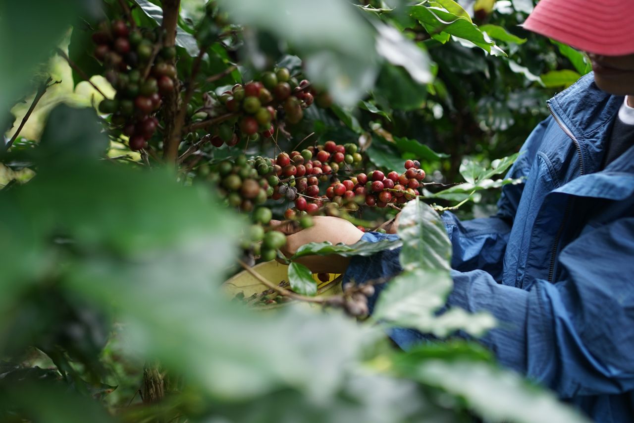Tangan petani memetik buah ceri kopi ranum di pohon perkebunan
